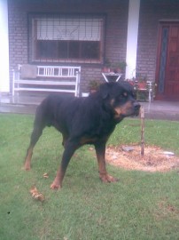 woker